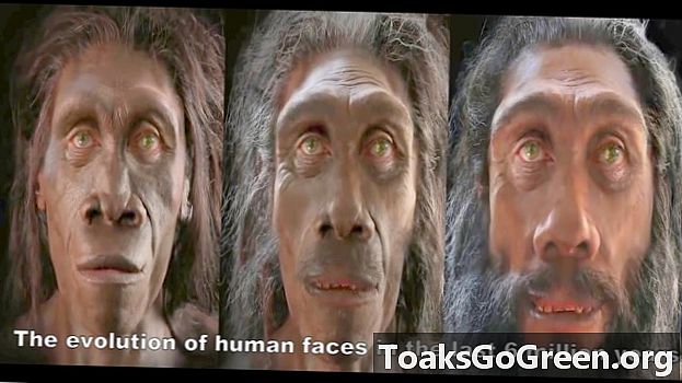 Inimese evolutsioon 6 miljonit aastat ühe minutiga