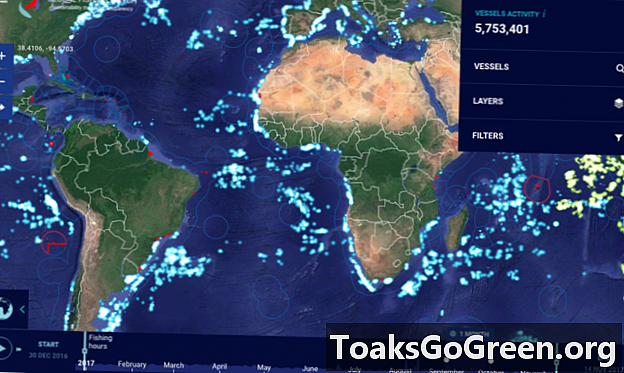 Küresel balık avının neredeyse gerçek zamanlı haritası