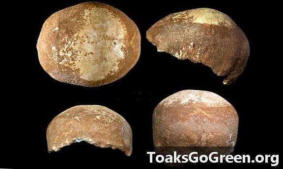 El crani antic ofereix pistes sobre la migració dels humans cap a Àfrica
