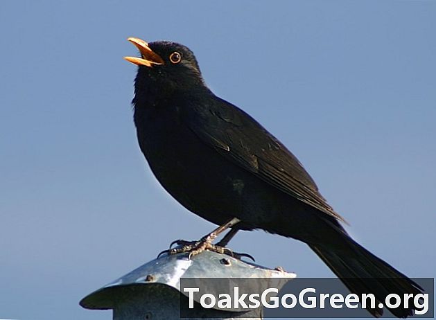 Blackbirds trong thành phố: Sức khỏe kém, cuộc sống lâu hơn