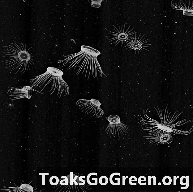 Ciência cidadã: ajude a classificar plâncton em águas do sul da Califórnia
