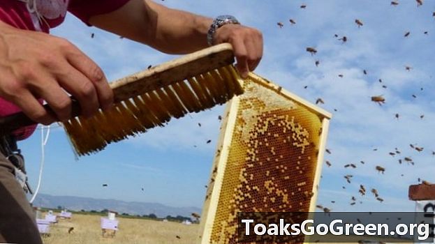 Mengurangkan penurunan lebah madu misterius
