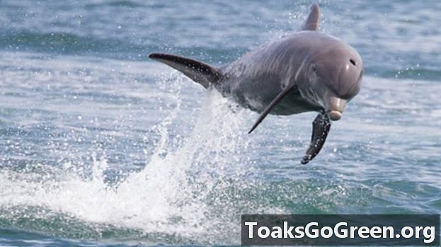 Delfinii au boala Alzheimer?