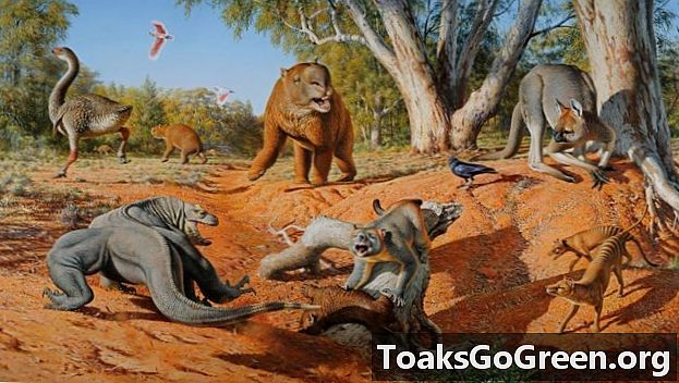 初期の人間はオーストラリアの大きな動物を一掃しました