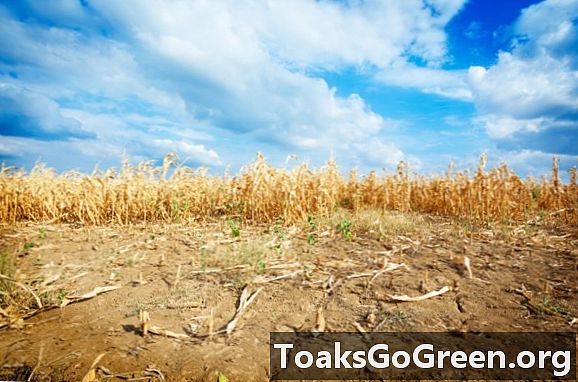 Extrémní počasí snižuje globální výnos plodin