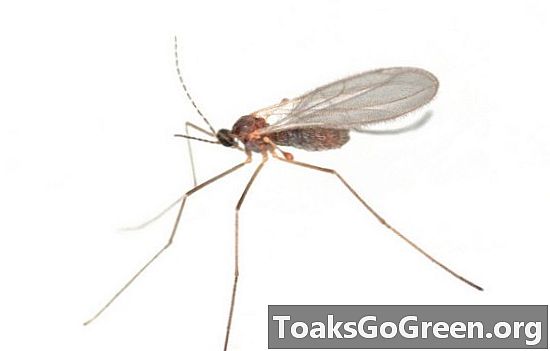 יתושים מהונדסים גנטית מוצאים את בני האדם פחות מושכים