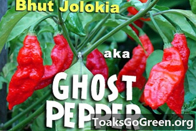 Ghost peppers: Olyan meleg, hogy kísérteties