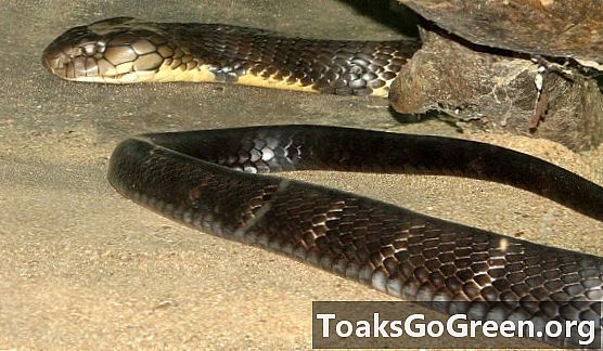 Hvordan utviklet slangegift seg?