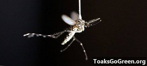 Как нас находят комары
