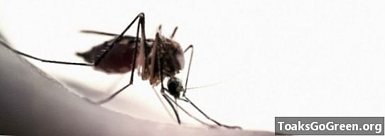 Hvordan mygg finner deg i å bite deg