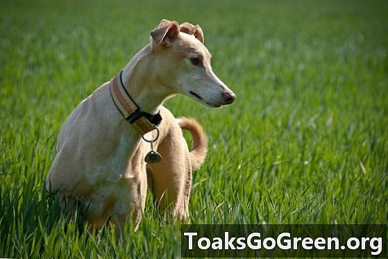 Herbicides de gespa detectats en gossos