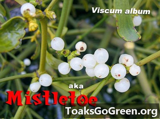Bentuk kehidupan minggu ini: Mistletoe
