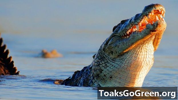 Krokodiller, der spiser mand, fanget i Florida