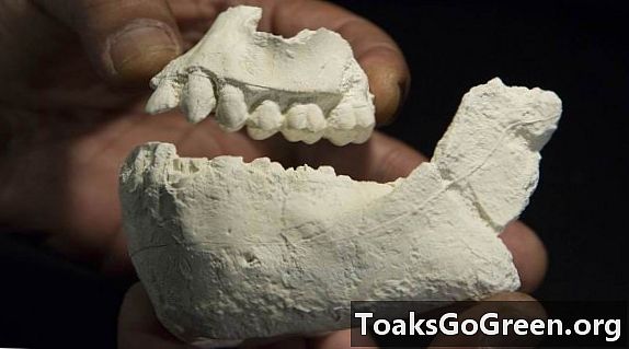 Nuevo antepasado humano encontrado en Etiopía