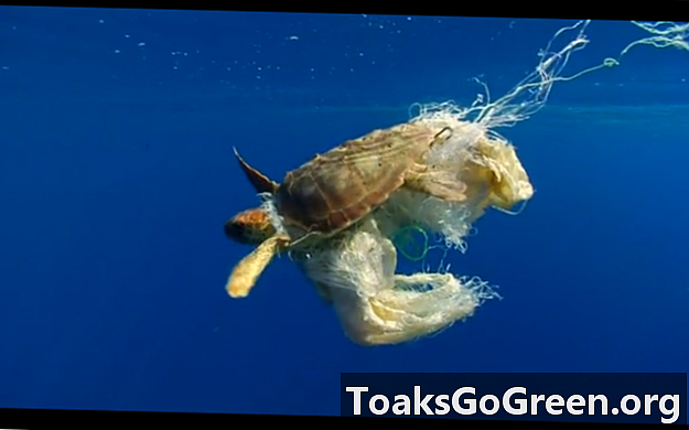 Ozeanplastik, das Meeresschildkröten tötet