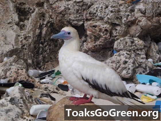 海鳥の90％のプラスチックビット