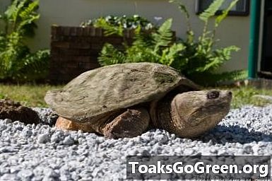 Brekende schildpadden die hun toevlucht zoeken in stedelijke gebieden