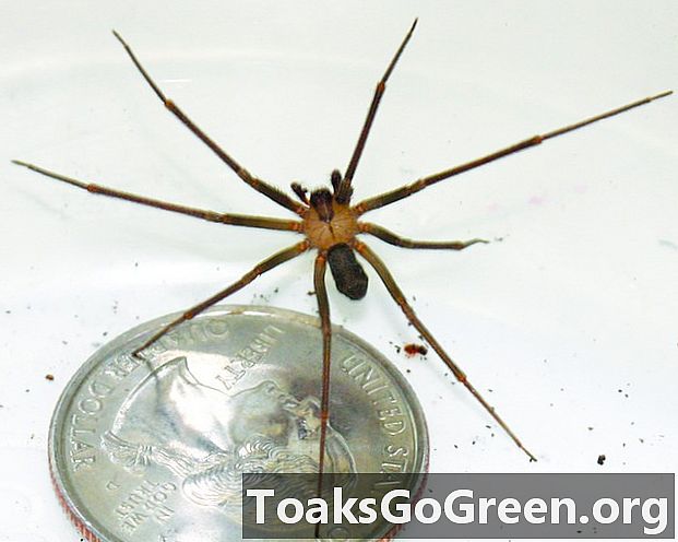Topp 10 saker om bruna enskilda spindlar