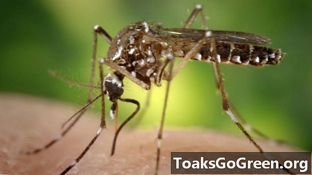 Le temperature di riscaldamento per aumentare il rischio di virus Zika