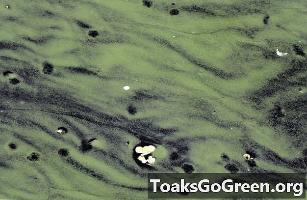 フロリダの藻類危機の原因は何ですか？ 5つの質問に答えました