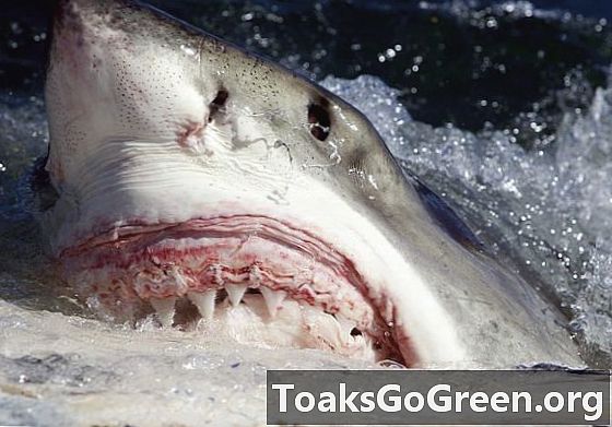 Điều gì làm thỏa thuận thực sự với các cuộc tấn công cá mập?