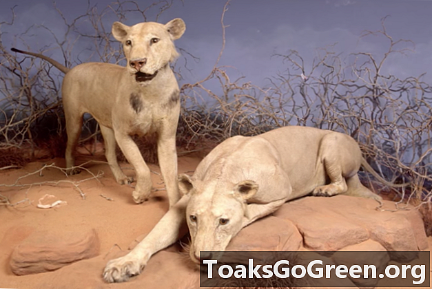 Hvorfor spiste Tsavo-løver mennesker?