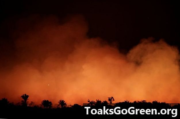 Mengapa Amazon terbakar: 4 alasan