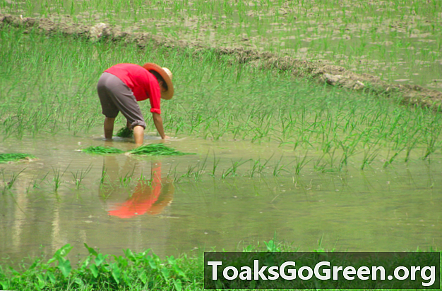 Климатичните промени ще направят ли ориза по-малко питателен?