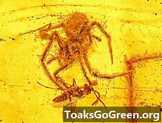 100 miljoner år gammal spindelattack