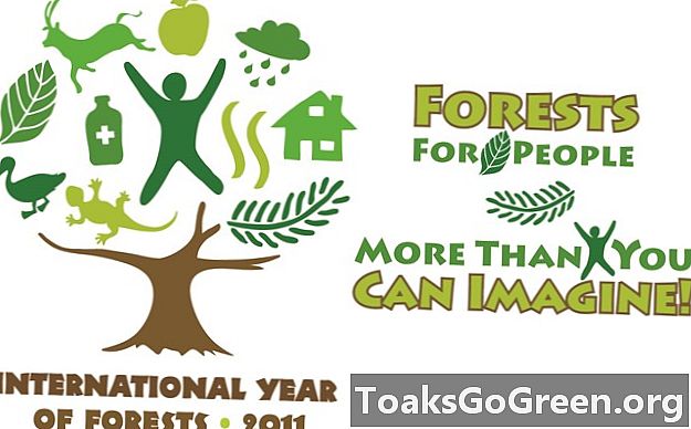Rok 2011 je medzinárodným rokom lesov