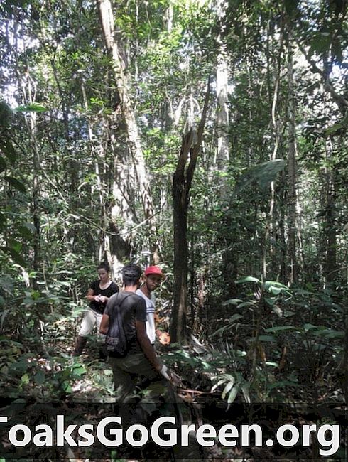 Paparan 3D kanopi hutan hujan Amazon