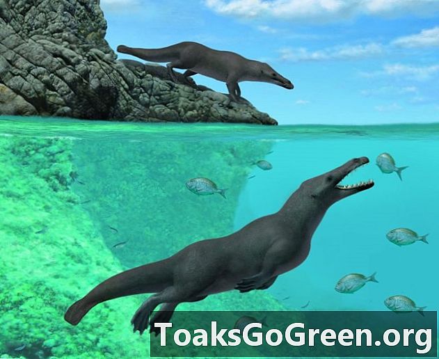 Fosil ikan paus berkaki empat yang terdapat di sepanjang pantai Peru