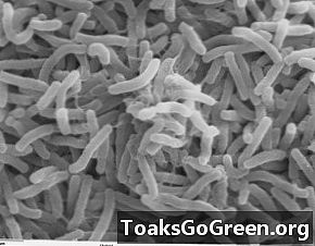 50-årigt kolera mysterium löst av forskare vid University of Texas i Austin