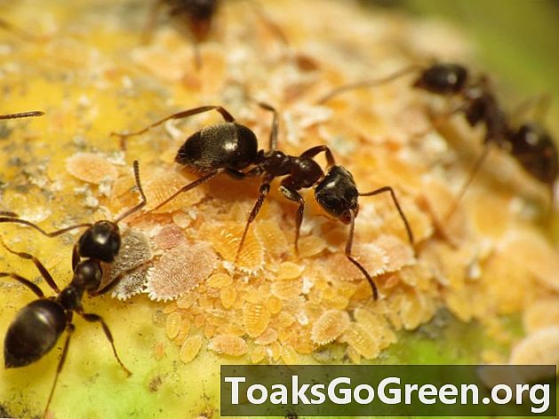 6 úžasných faktov o mravcoch