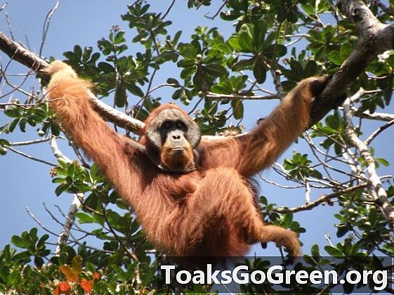 Ang isang pagbabago ng diskarte ay kinakailangan upang mai-save ang Sumatran orangutans
