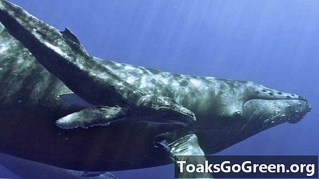 Isang comeback para sa humpback whales
