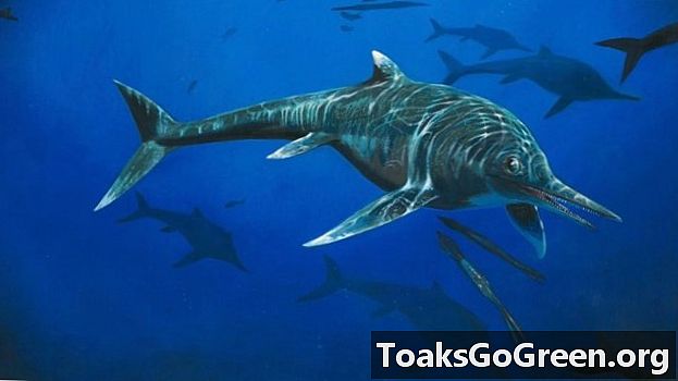 Un nouveau type d'ichthyosaure