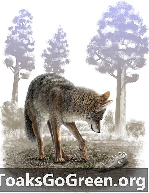 Efter sidste istid skrumpede coyoter, men ulve gjorde det ikke