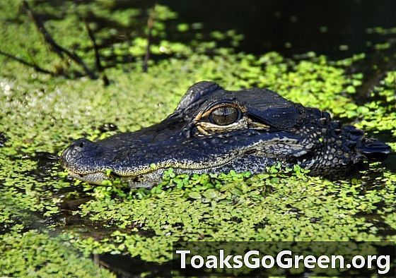 Z otworów aligatora korzystają ryby, węże, żółwie, ptaki Everglades