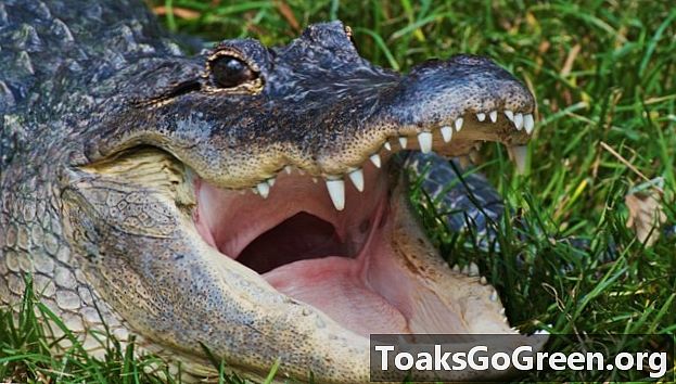 Alligators bälg kommunicerar storlek