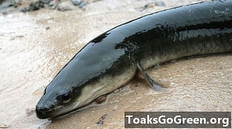 Le anguille americane beneficiano della rimozione della diga in Virginia