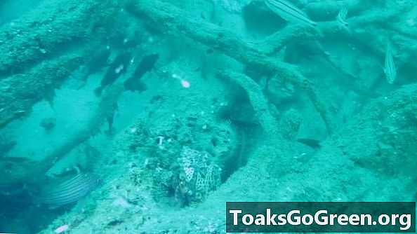 Древна подводна шума у ​​Мексичком заљеву