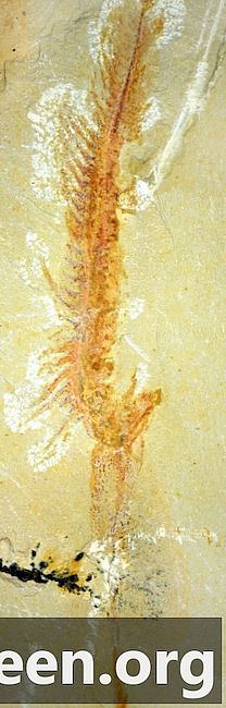 Et uvanlig fossil fra Yunnan-provinsen i Kina