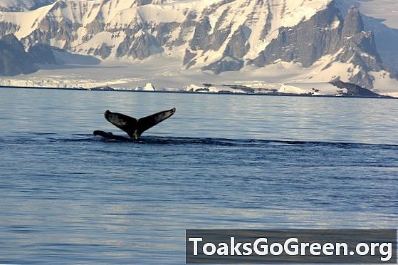 Die alte DNA gibt Aufschluss über die Geheimnisse der arktischen Wale