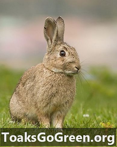 Staroveký obrovský králik sa objavil v španielskej Menorke