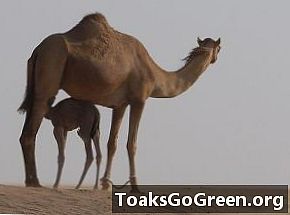 Er kamelenes hump fulle av vann?