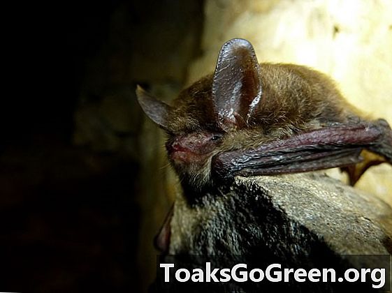 El hongo que mata murciélagos continúa extendiéndose hacia el oeste a través de los EE. UU.