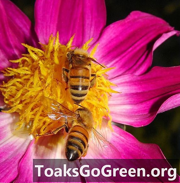 Beehjerneundersøkelse avdekker plantevernmiddeleffekten