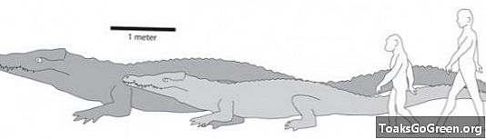 Самый большой крокодил, который когда-либо жил