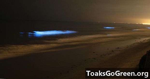 Surf bioluminescent sur les plages de San Diego en septembre 2011